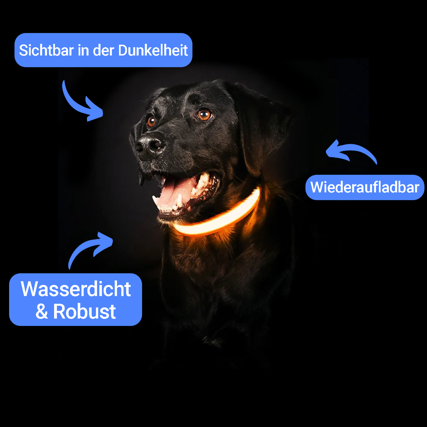 Paw Room™ LED Leuchthalsband