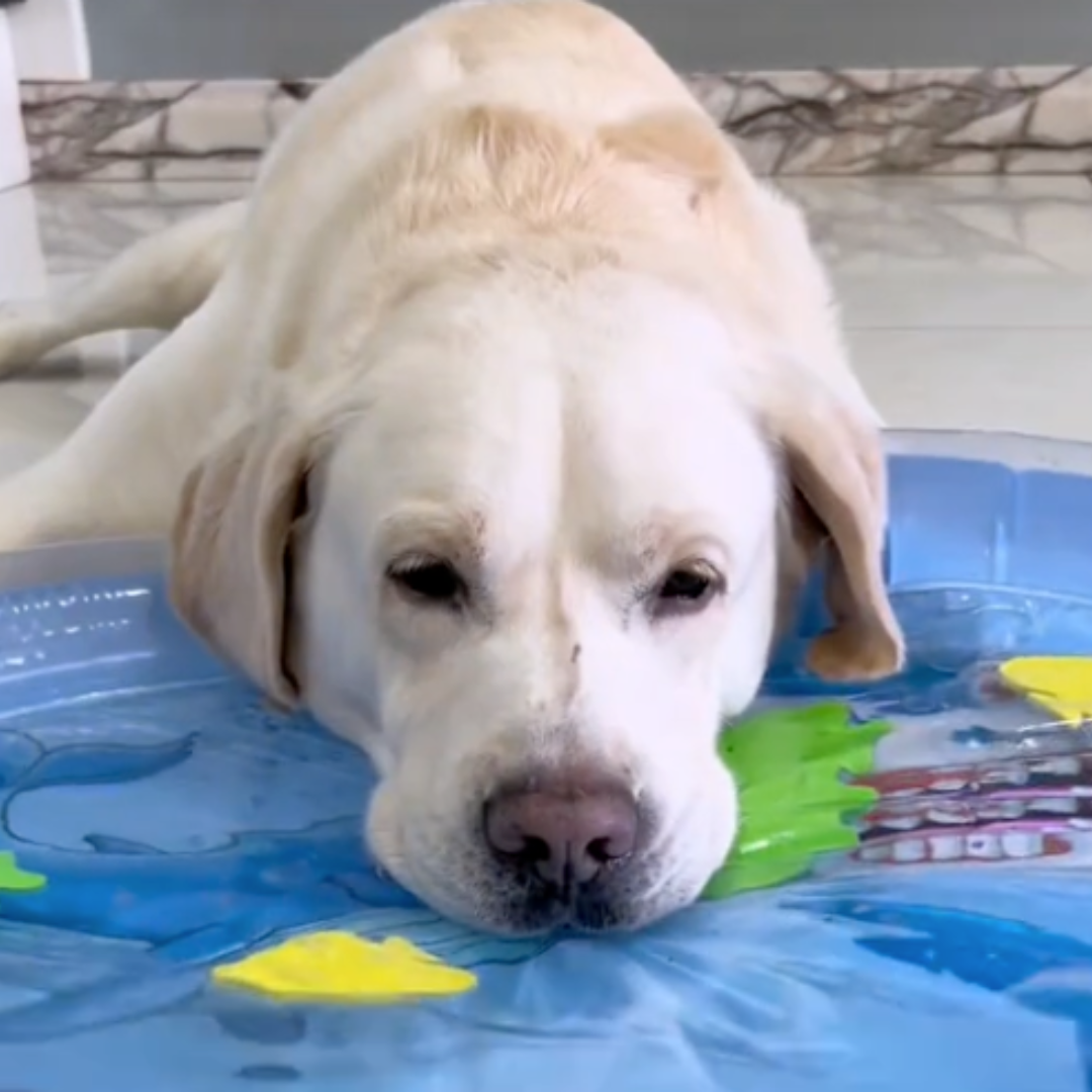 Paw Room™ Interaktive Kühlwassermatte