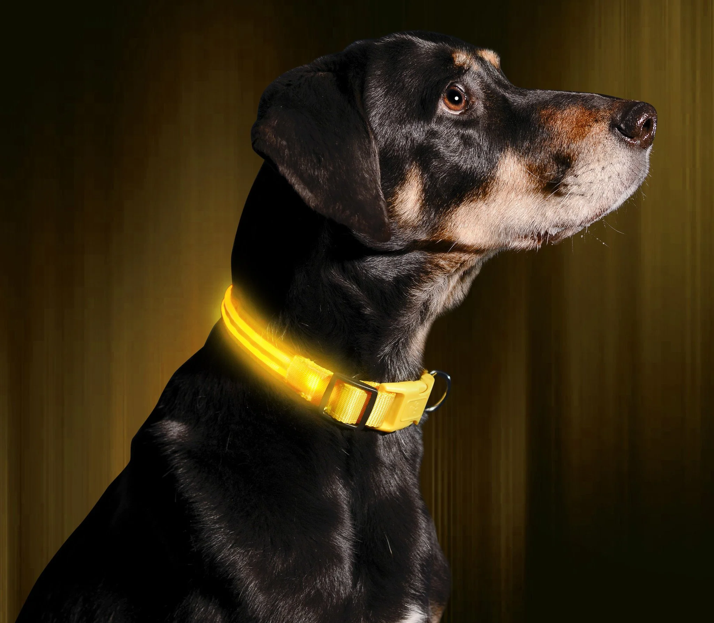 Paw Room™ LED Leuchthalsband