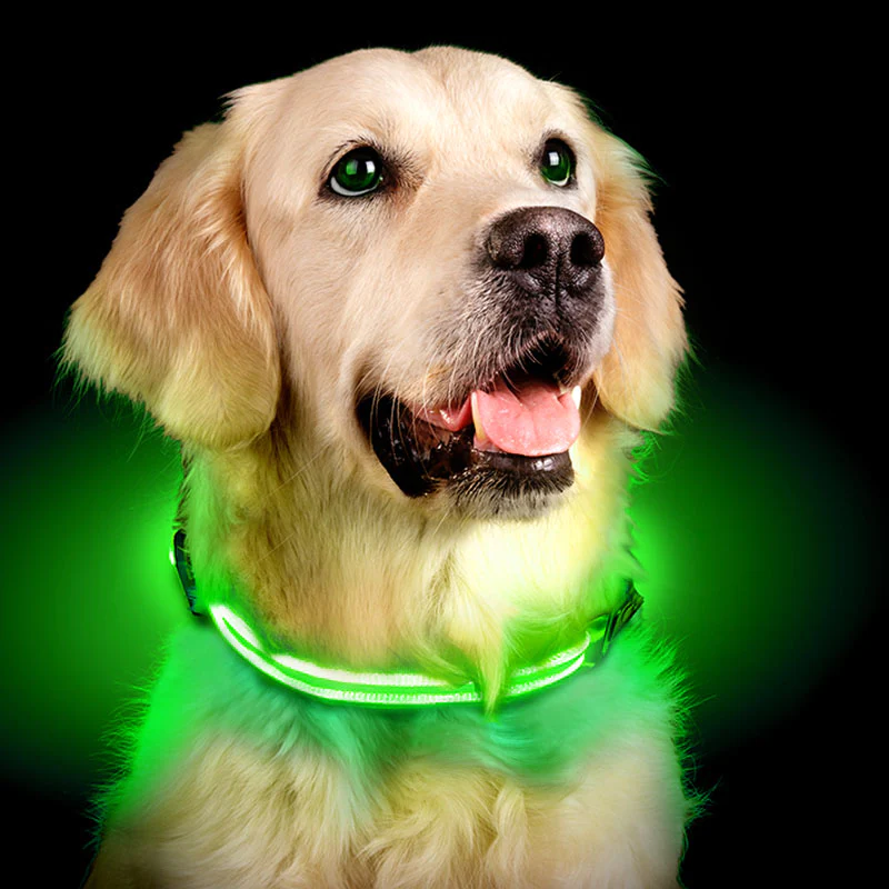 Paw Room™ LED Leuchthalsband