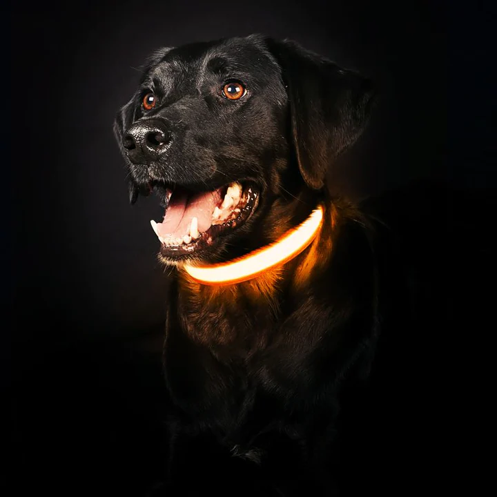 Paw Room™ LED Leuchthalsband