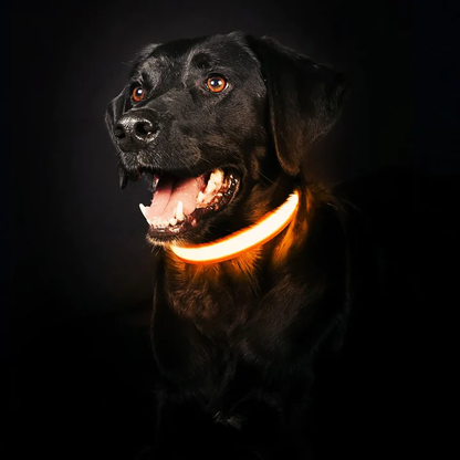 Paw Room™ LED Leuchthalsband