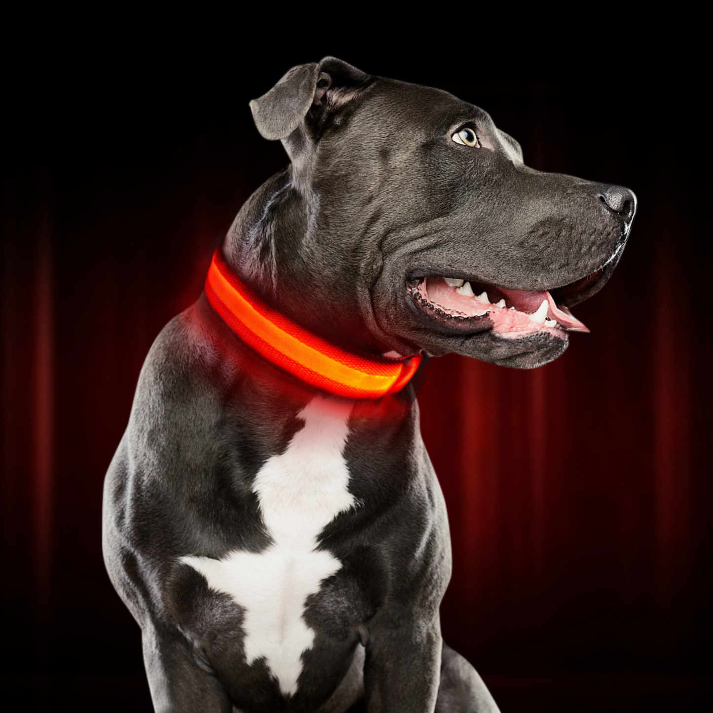Paw Room™ LED Leuchthalsband