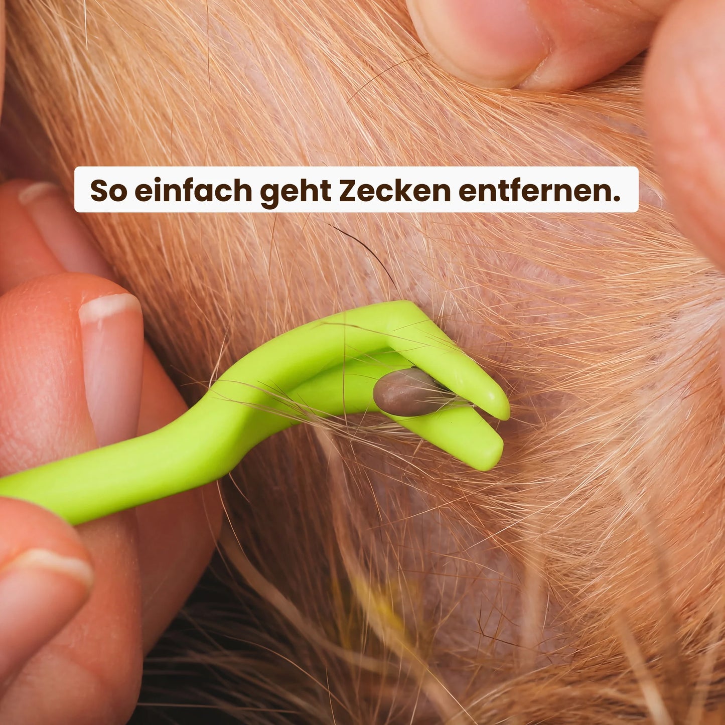 Paw Room™ Zeckenhaken 3er-Set